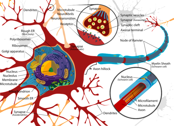 How many neurons are in the human brain