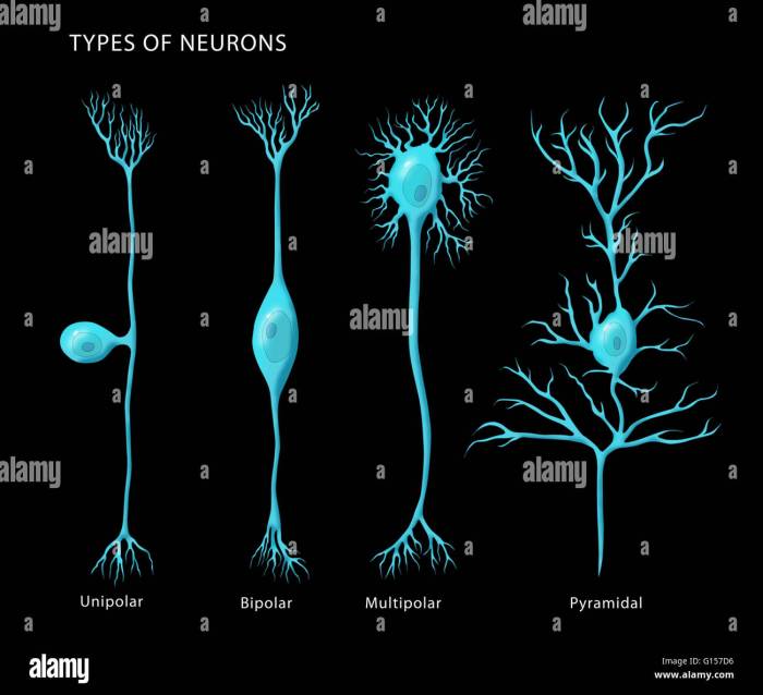 How many neurons are in the human brain