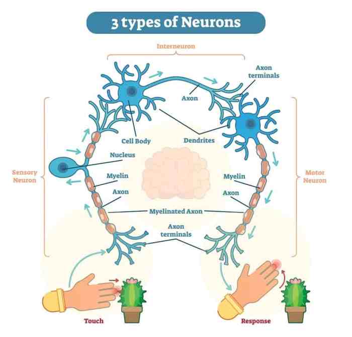 Neurons types system nervous interneurons three chart facts plus